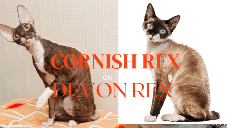 cornish rex vs devon rex