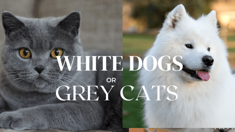 white dogs or bluish gray cats