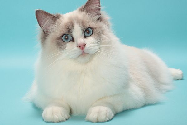 20 Potential Challenges of Owning Ragdoll Cats
