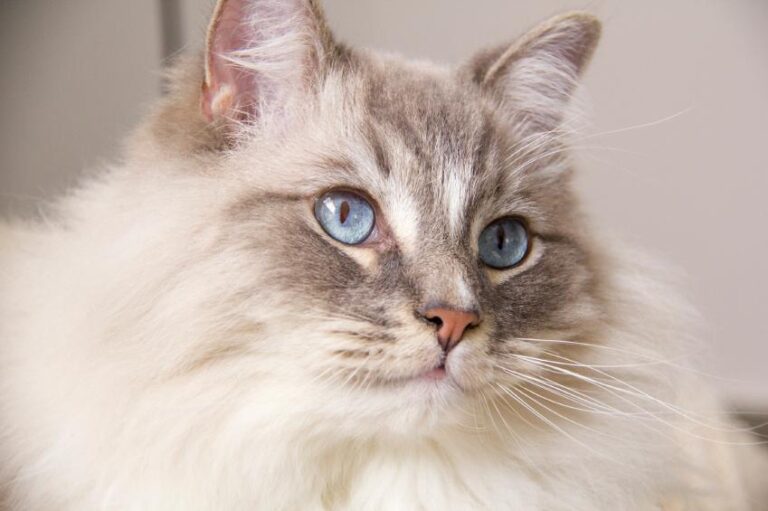20 Common Myths About Ragdoll Cats