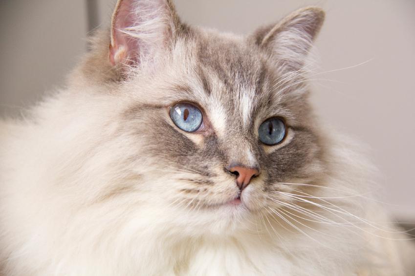 20 Common Myths About Ragdoll Cats